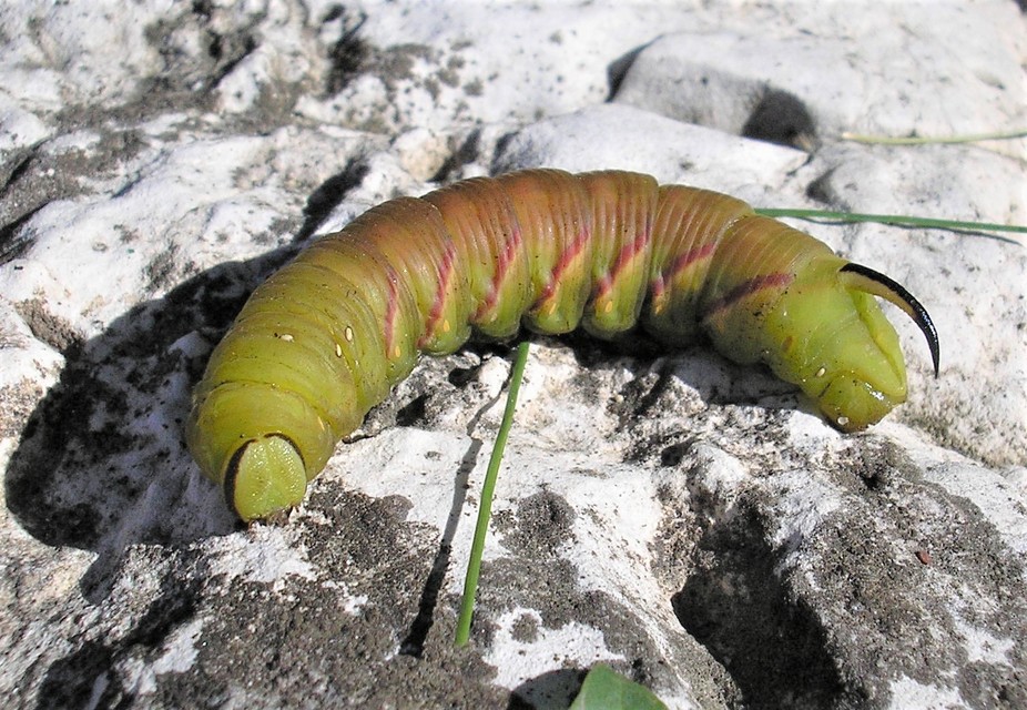 Sphinx ligustri - fagyalszender