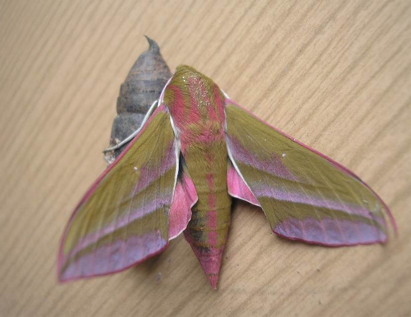 Deilephila elpenor - szőlőszender