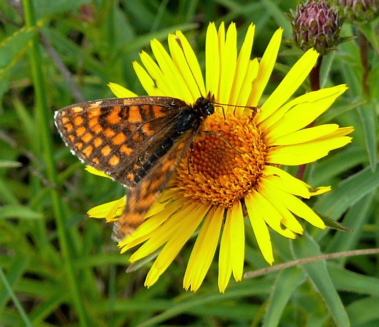 Melitaea athalia - közönséges tarkalepke