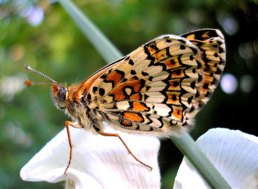 Melitaea cinxia - réti tarkalepke