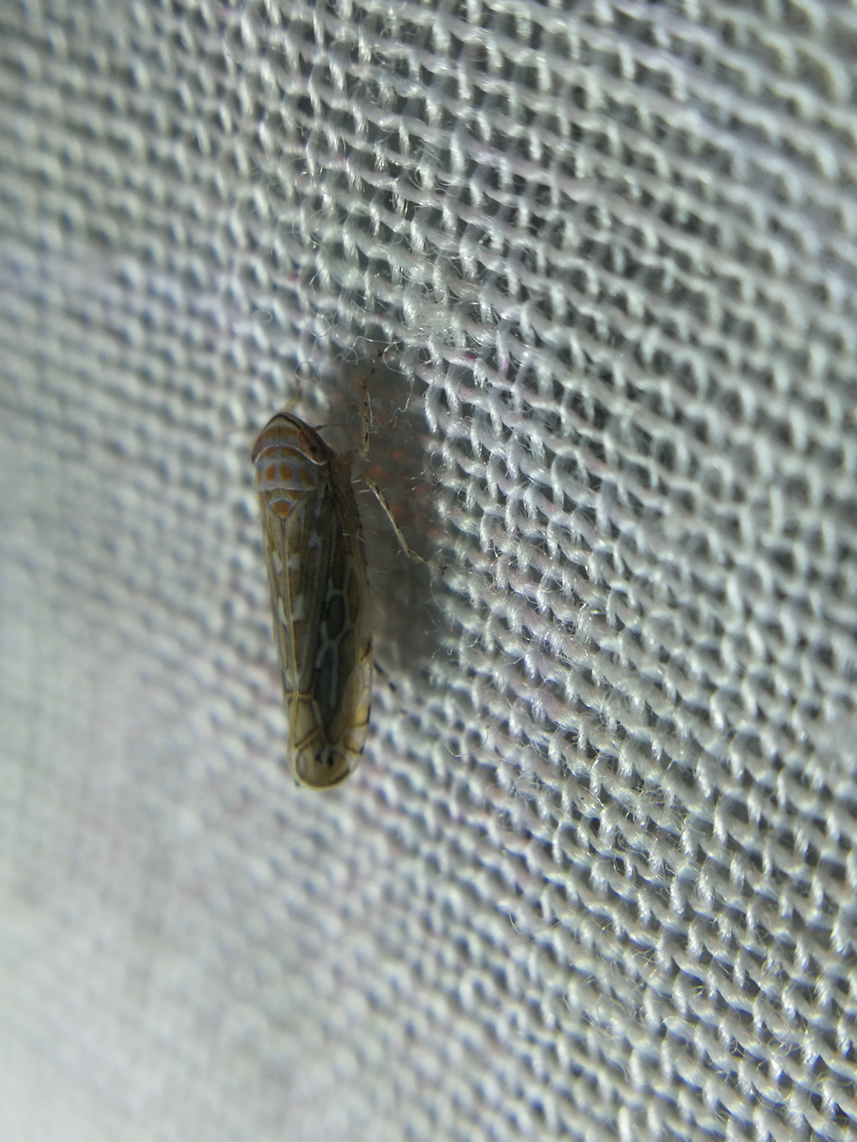 Paralimnus phragmitis