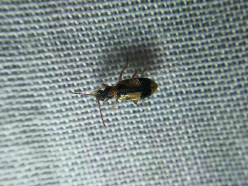 Notoxus monoceros - sárgahasú nyakszarvúbogár