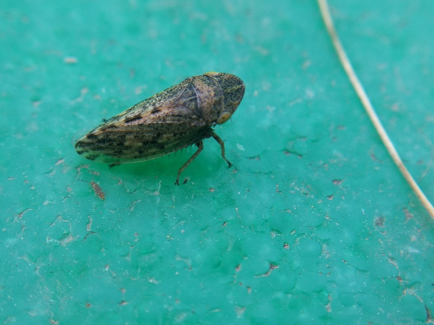 Aphrodes