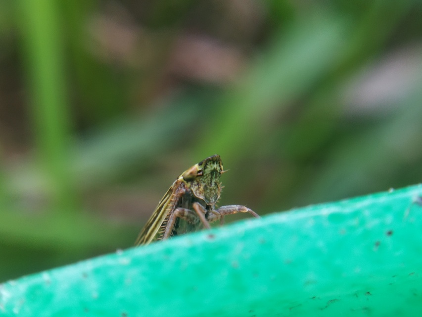 Aphrodes makarovi