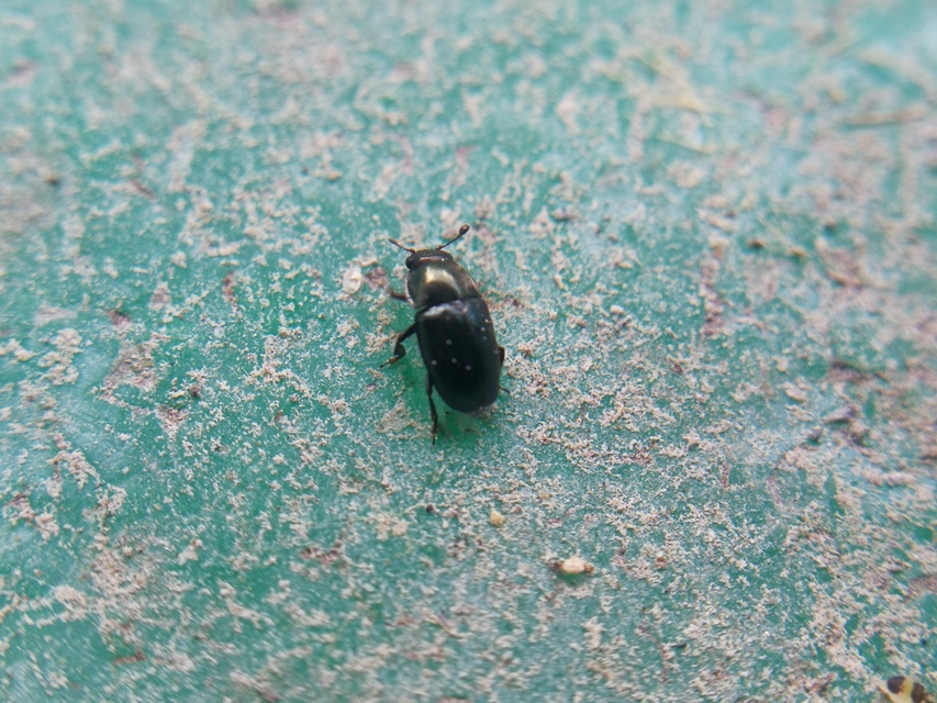 Meligethes