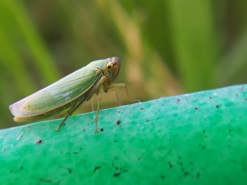 Cicadella viridis - méregzöld kabóca