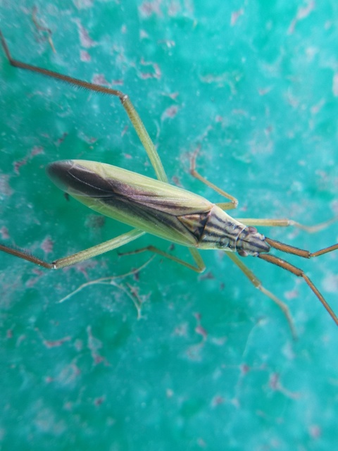 Notostira
