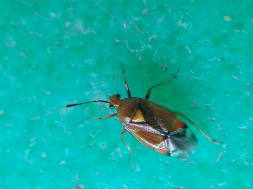 Deraeocoris ruber - vöröses mezeipoloska