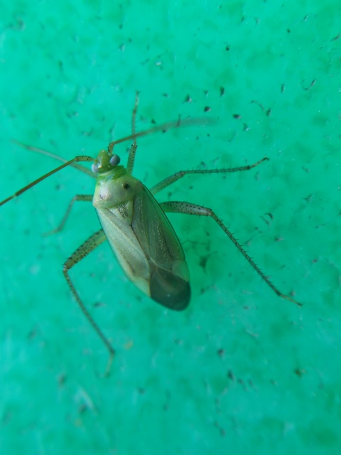 Adelphocoris lineolatus - lucernapoloska