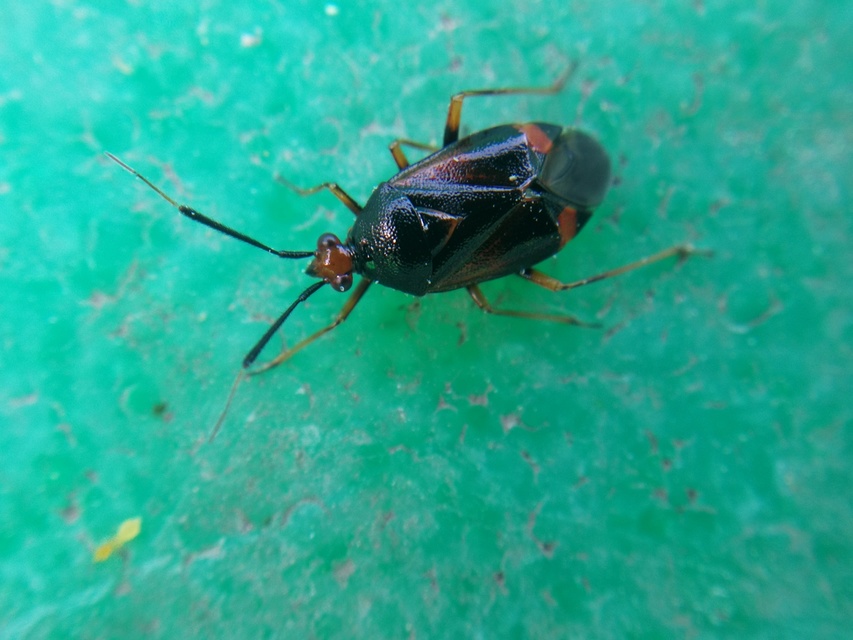 Deraeocoris ruber - vöröses mezeipoloska