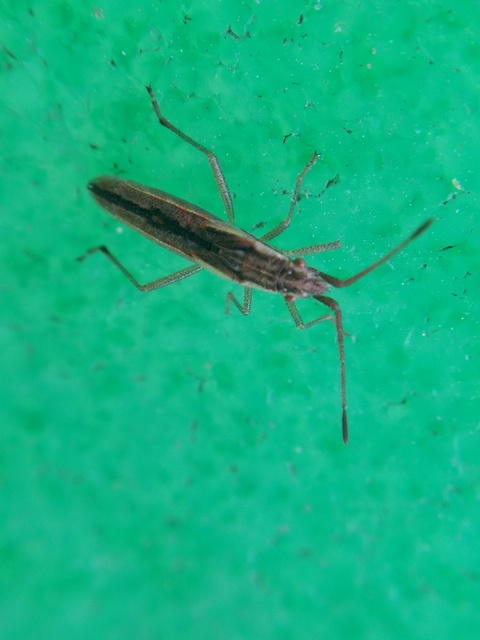 Myrmus miriformis - kurtaszárnyú karimáspoloska