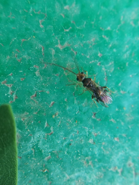 Braconidae - gyilkosfürkészek