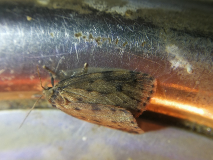 Thumata senex - mocsári medvelepke