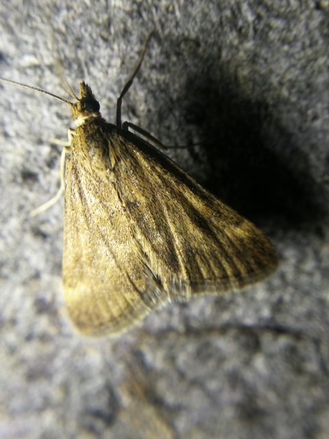 Pyrausta despicata - réti bíbormoly