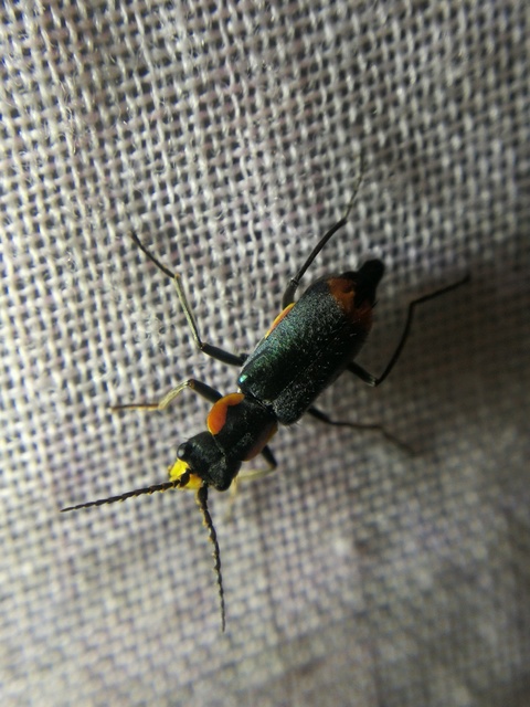 Axinotarsus marginalis - feketefüggős bibircsesbogár