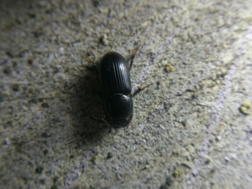 Aphodius varians - változékony trágyabogár