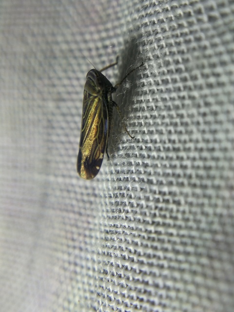 Paramesus major