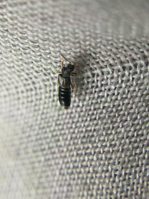 Carpelimus Carpelimus