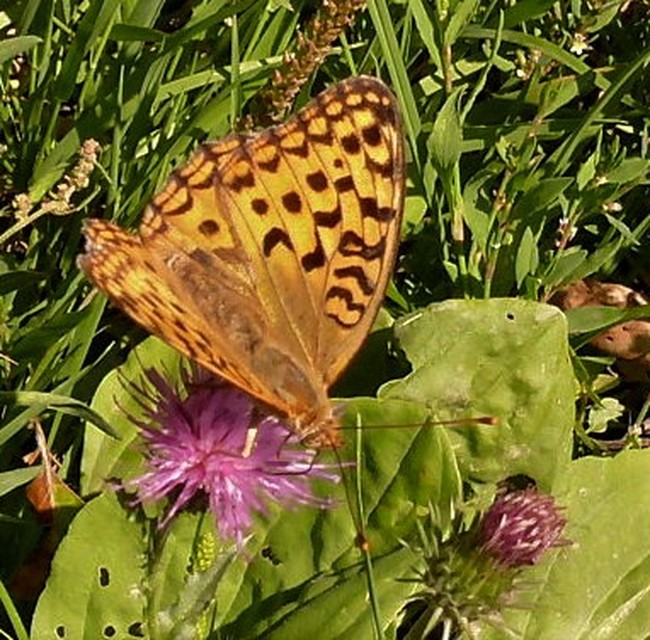 Argynnis adippe - ezüstös gyöngyházlepke