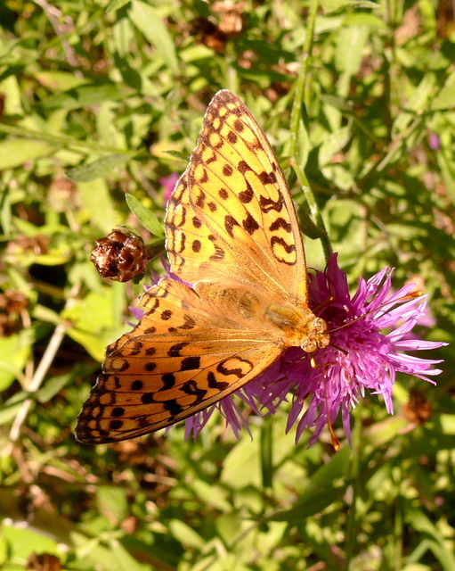 Argynnis adippe - ezüstös gyöngyházlepke