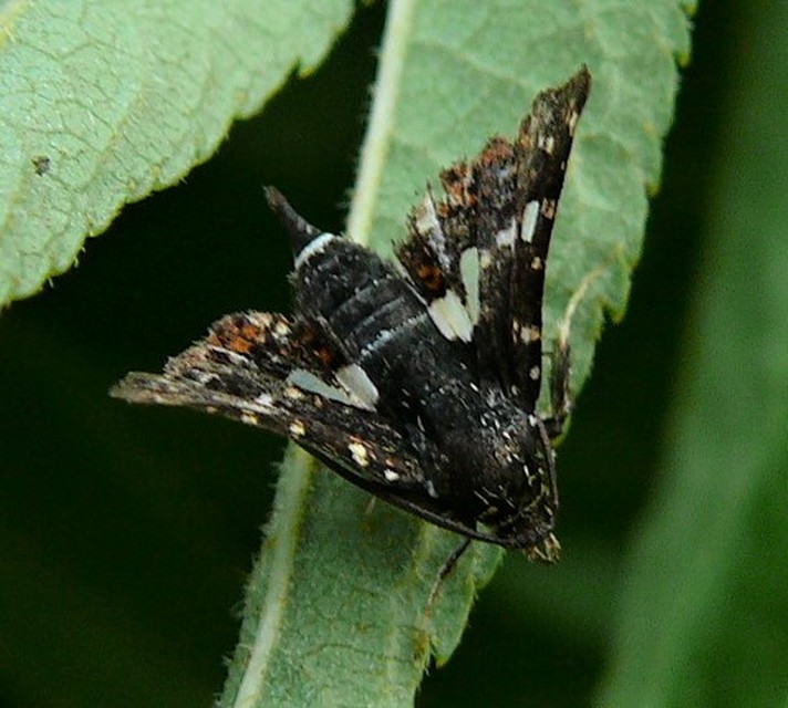 Thyris fenestrella - gyakori ablakosmoly