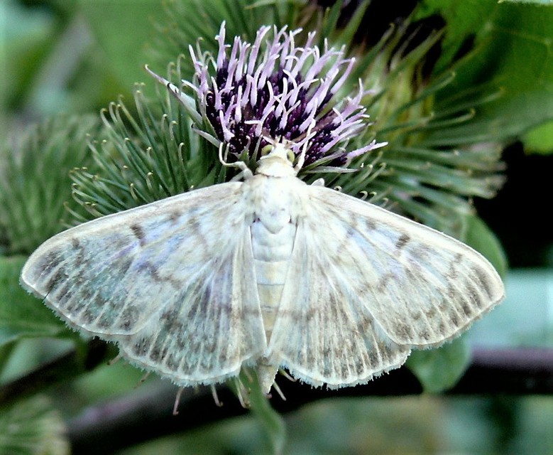 Patania ruralis - csalánevő tűzmoly