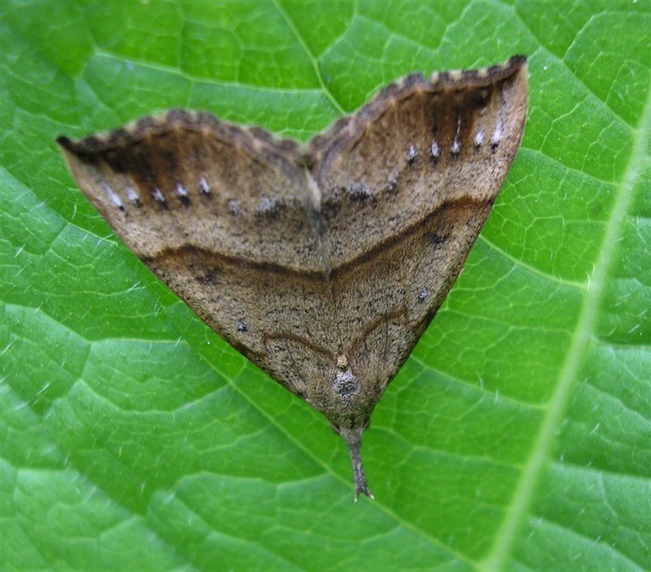 Hypena proboscidalis - ormányos karcsúbagoly