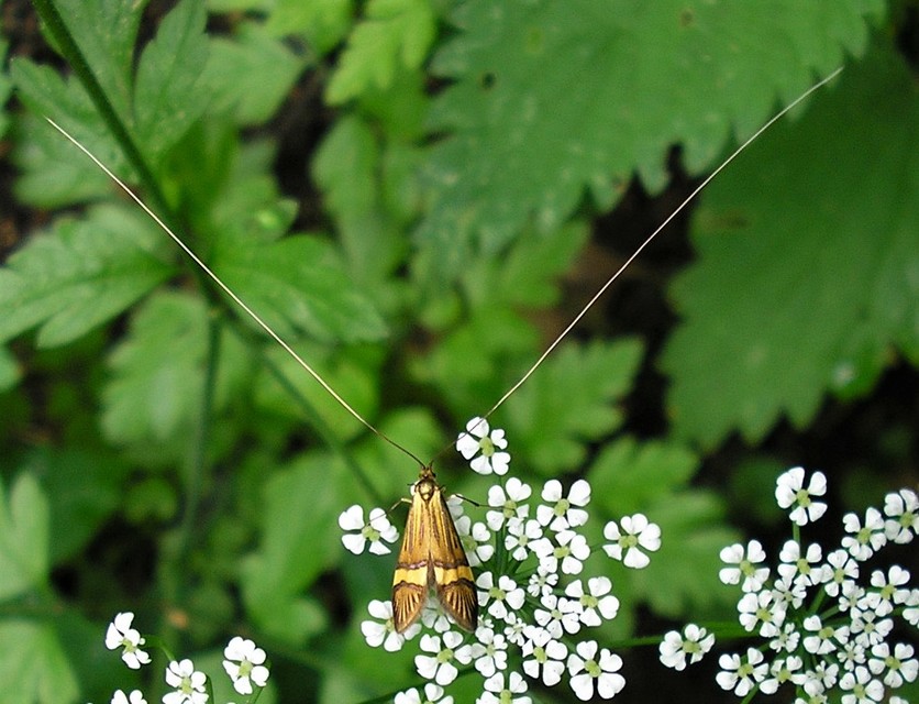 Nemophora degeerella - pompás tőrösmoly