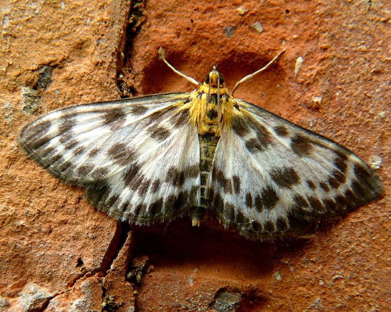 Anania hortulata - tarka csalánmoly