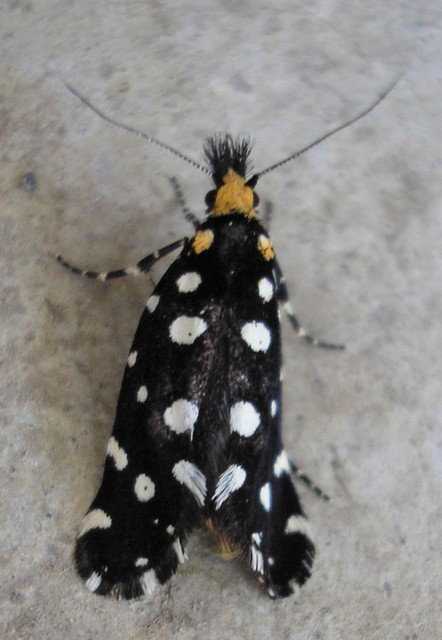 Euplocamus anthracinalis - fésűscsápú korhadékmoly
