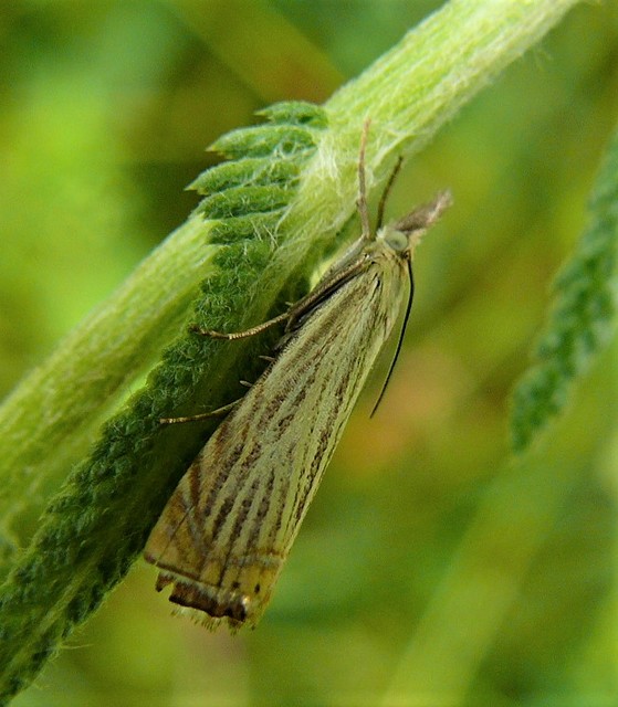 Chrysoteuchia culmella - kerti fűgyökérmoly