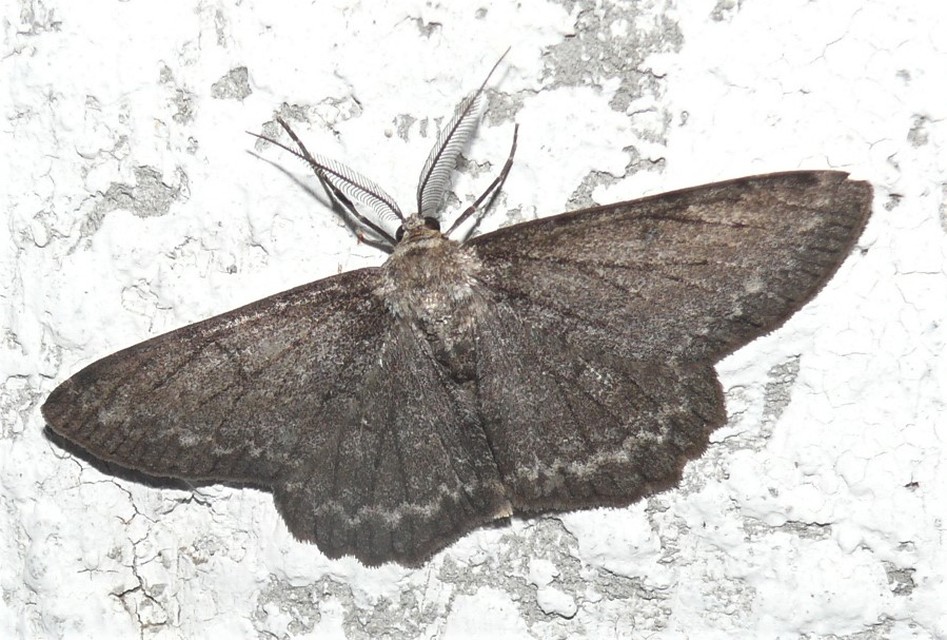 Hypomecis roboraria - nagy tölgyfaaraszoló