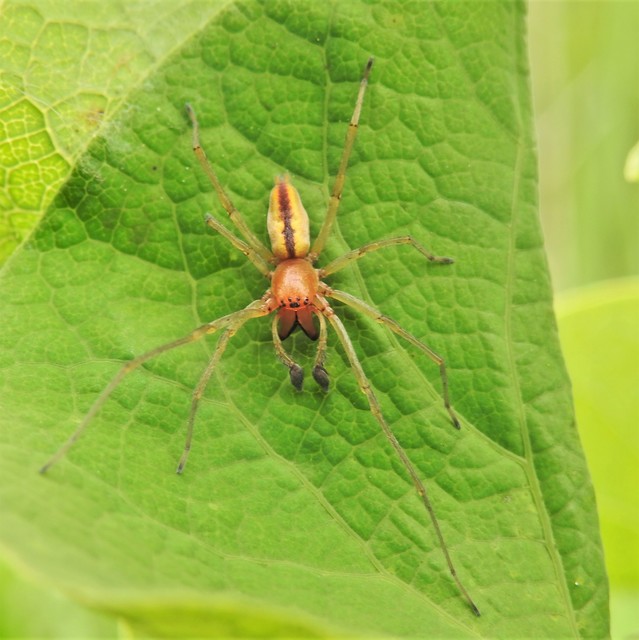 Cheiracanthium