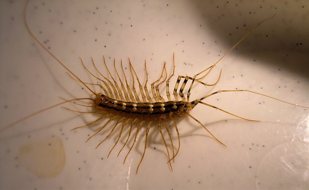 Scutigera coleoptrata - légyölő pókszázlábú