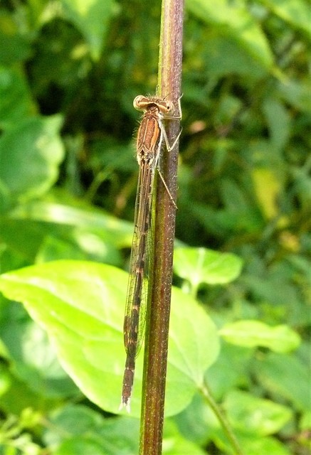Sympecma fusca - téli rablószitakötő