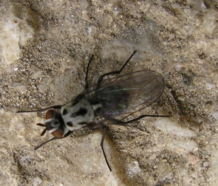 Anthomyia