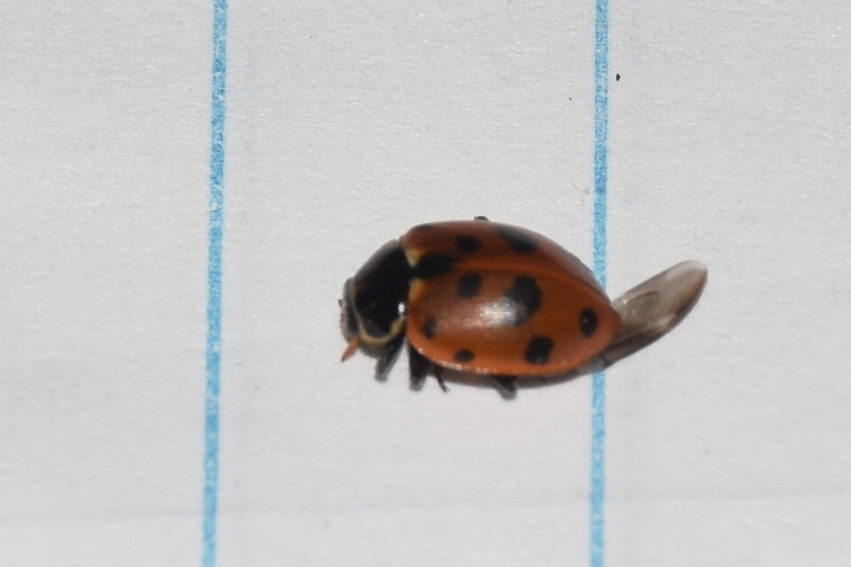 Hippodamia variegata - tizenhárompettyes katica