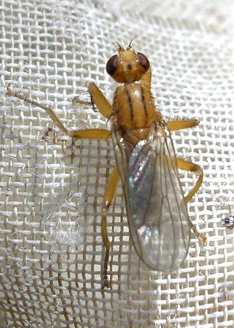 Scathophagidae
