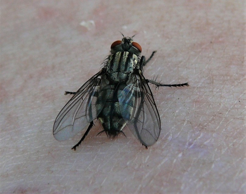 Sarcophagidae - húslégyfélék