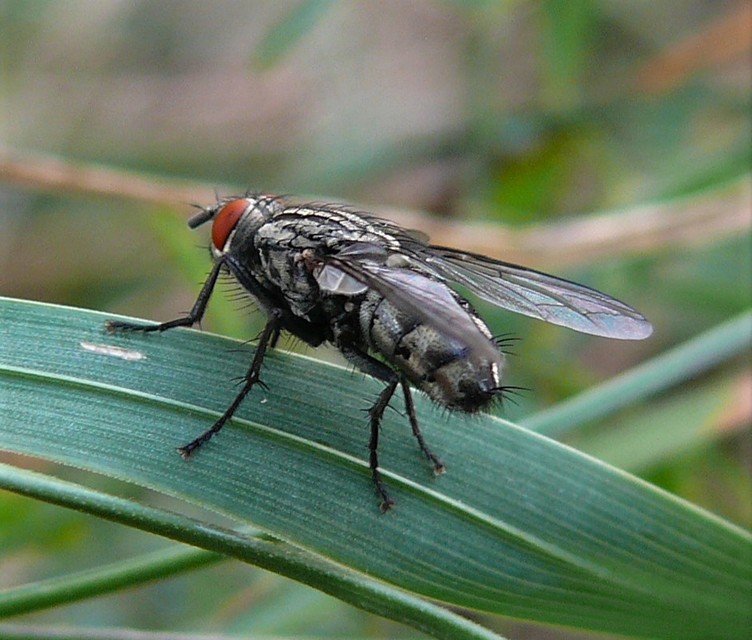 Sarcophagidae - húslégyfélék