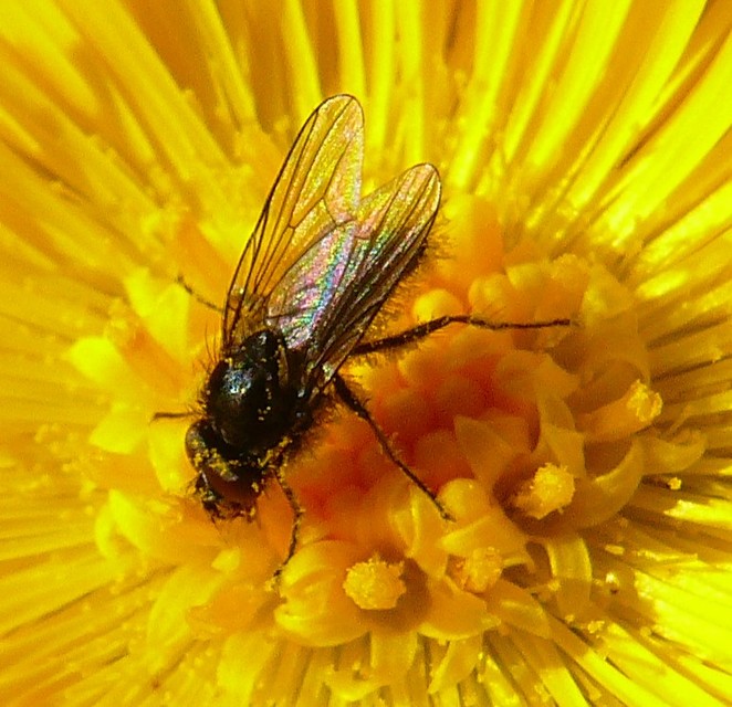 Anthomyiidae - viráglegyek