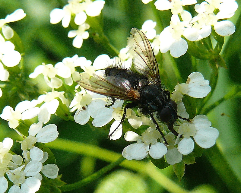 Phyto melanocephala