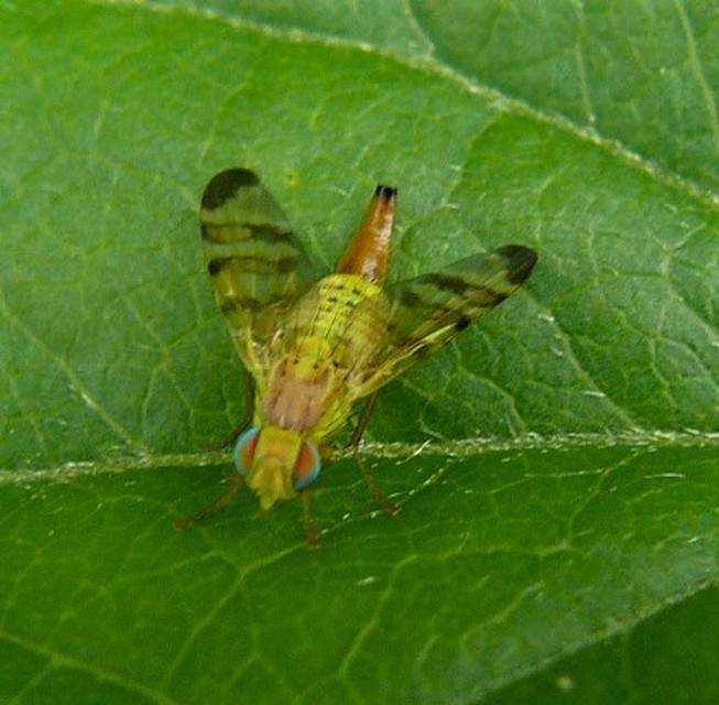 Tephritidae - fúrólégyfélék