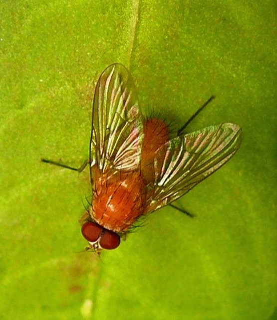 Phaonia pallida