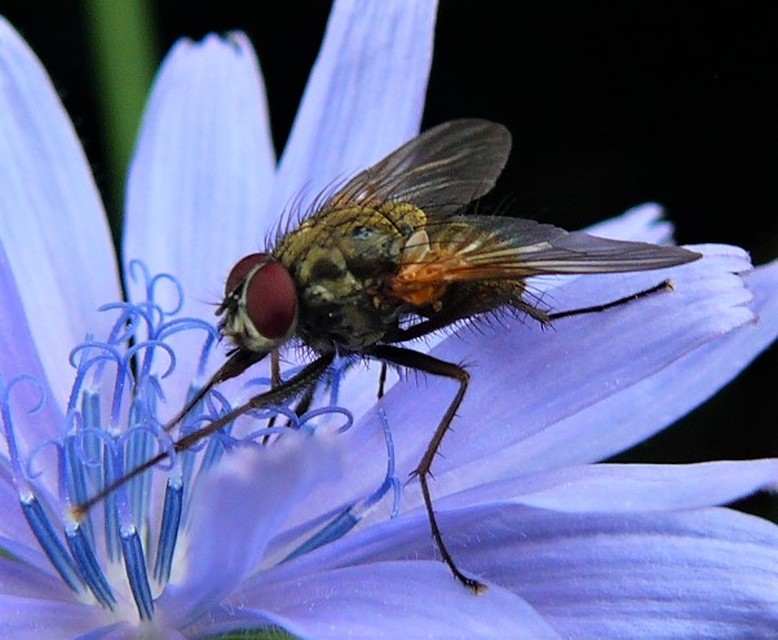 Phaonia angelicae
