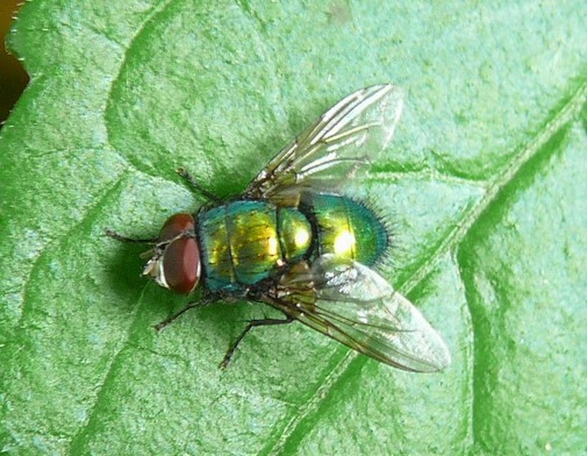 Lucilia