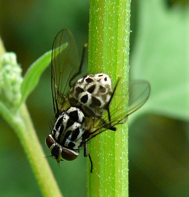 Graphomya maculata