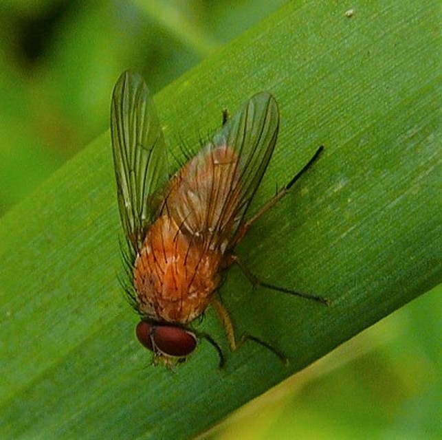 Phaonia pallida