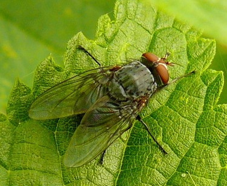 Calliphoridae - dongólegyek