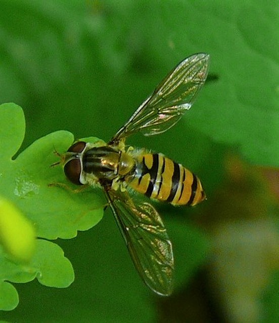 Episyrphus balteatus - ékfoltos zengőlégy